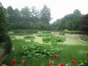 淺析園林綠化工程雨季和夏季施工措施 好養(yǎng)護(hù)