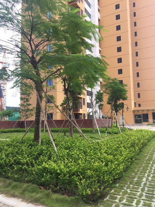 園林綠化工程施工的詳細流程