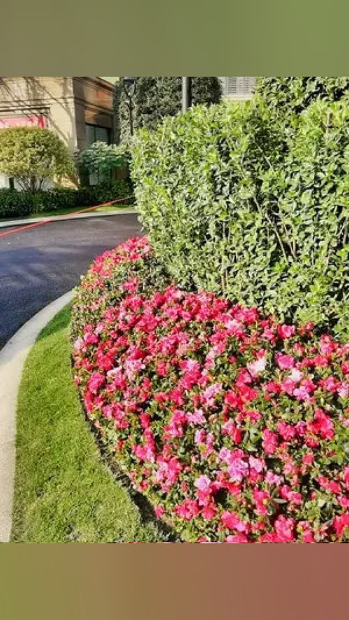 兩年前交工驗(yàn)收,兩年后竣工驗(yàn)收 工程案例實(shí)景圖 施工現(xiàn)場 工程案例 園林綠化 園林景觀