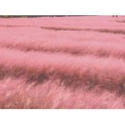 濰坊市江瑞園藝綠化工程