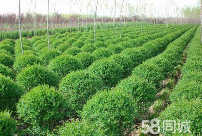 小葉女貞造型盆景樹(shù)樁灌木球小區(qū)學(xué)校廠區(qū)別墅酒店工程園林景觀綠化設(shè)計(jì)施工