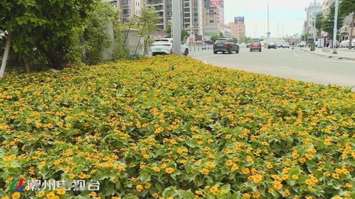 上新 了 16萬株時花扮靚鳳城迎 雙節